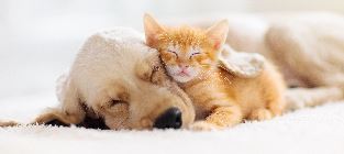 Image pour la catégorie SOINS POUR ANIMAUX